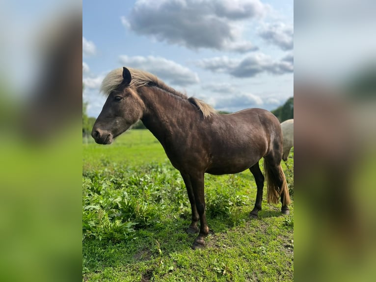 Icelandic Horse Mare 4 years 13,2 hh in Blunk