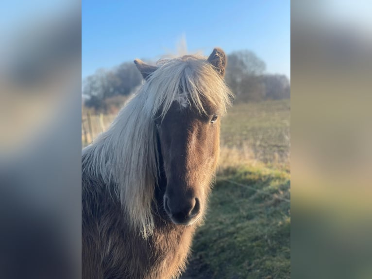 Icelandic Horse Mare 4 years 13,2 hh  in Blunk