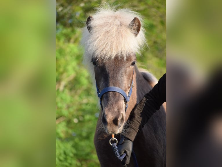 Icelandic Horse Mare 4 years 13,2 hh in Blunk