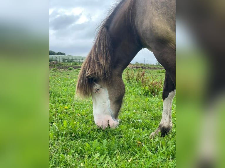 Icelandic Horse Mare 4 years 13,2 hh in Blunk