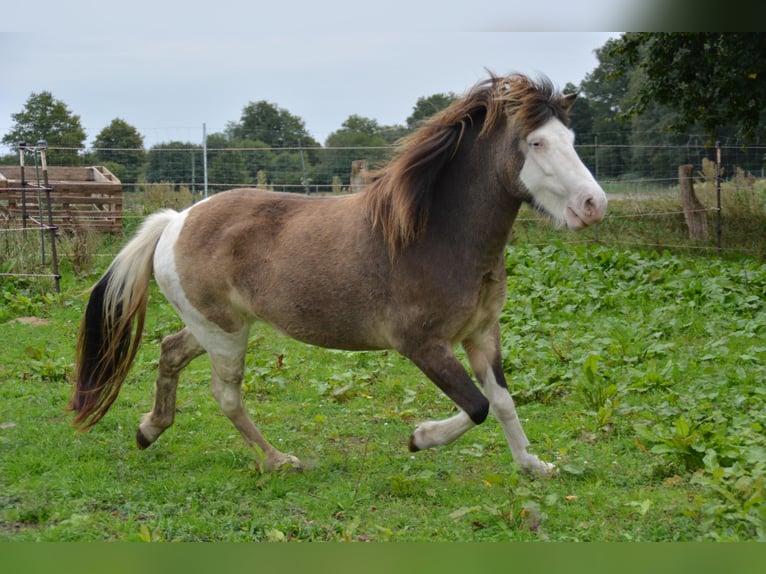 Icelandic Horse Mare 4 years 13,2 hh in Blunk