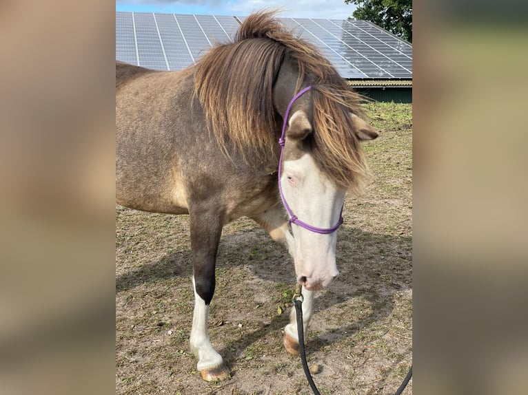 Icelandic Horse Mare 4 years 13,2 hh in Blunk