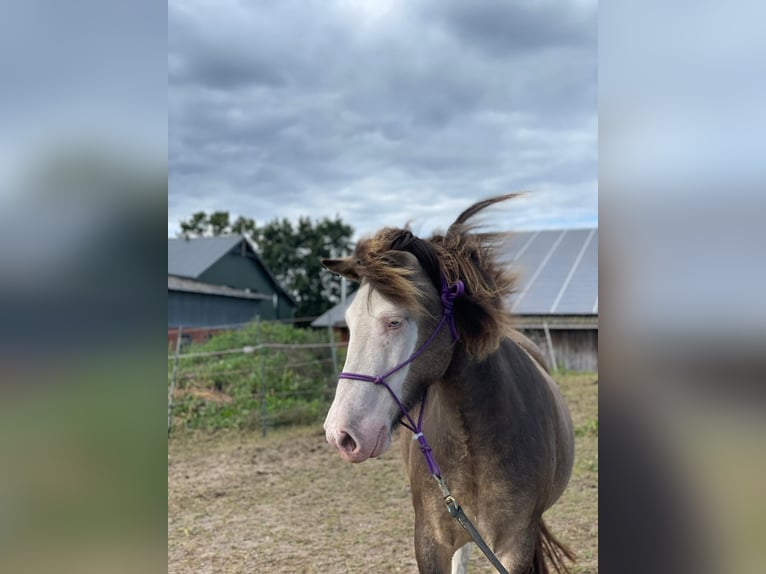 Icelandic Horse Mare 4 years 13,2 hh in Blunk