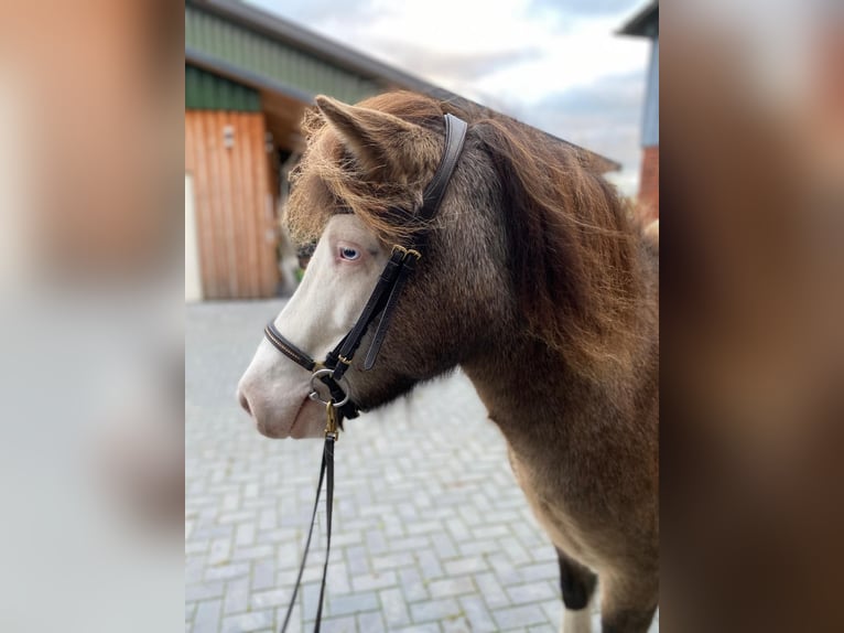 Icelandic Horse Mare 4 years 13,2 hh in Blunk Icelandic Horse Mare 4 years 13,2 hh in Blunk