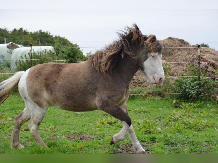 Icelandic Horse Mare 4 years 13,2 hh in Blunk