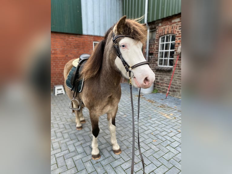 Icelandic Horse Mare 4 years 13,2 hh in Blunk Icelandic Horse Mare 4 years 13,2 hh in Blunk