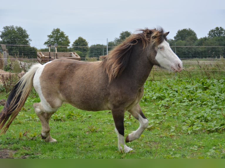 Icelandic Horse Mare 4 years 13,2 hh in Blunk