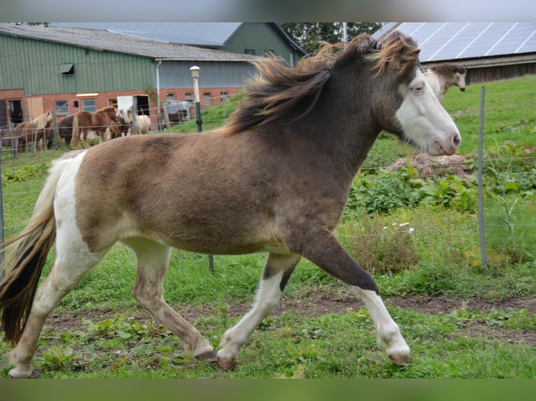 Icelandic Horse Mare 4 years 13,2 hh in Blunk