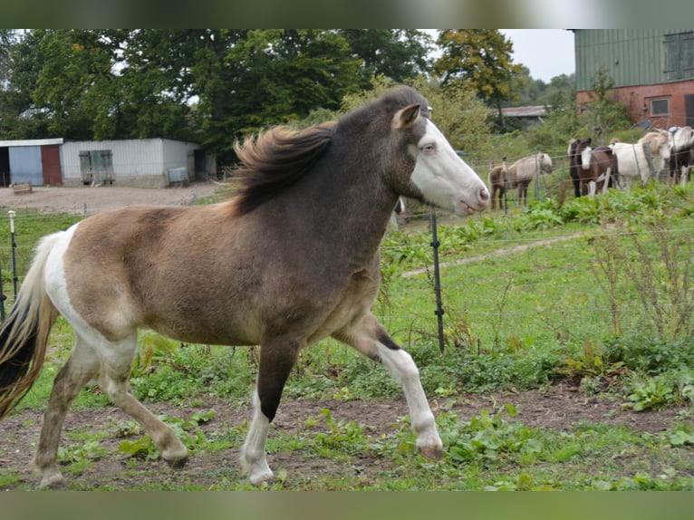Icelandic Horse Mare 4 years 13,2 hh in Blunk