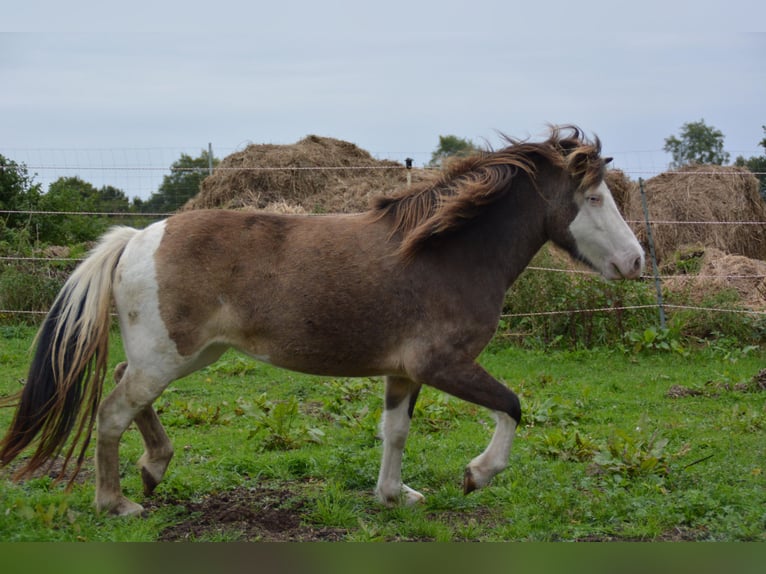 Icelandic Horse Mare 4 years 13,2 hh in Blunk