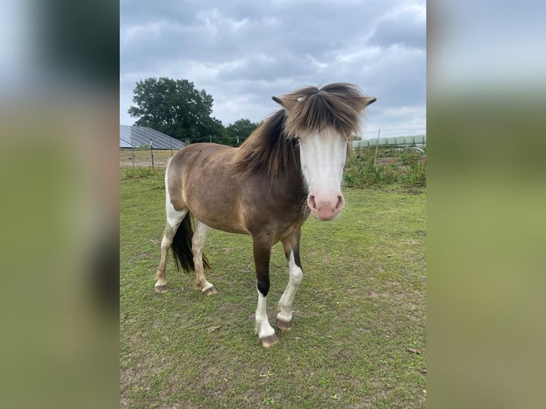 Icelandic Horse Mare 4 years 13,2 hh in Blunk
