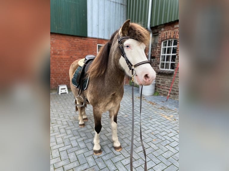 Icelandic Horse Mare 4 years 13,2 hh in Blunk Icelandic Horse Mare 4 years 13,2 hh in Blunk