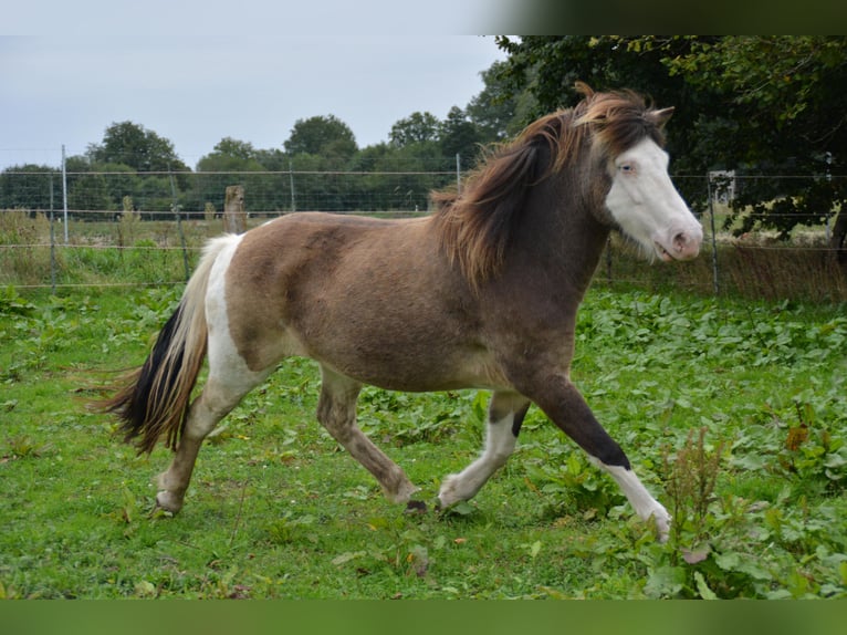 Icelandic Horse Mare 4 years 13,2 hh in Blunk