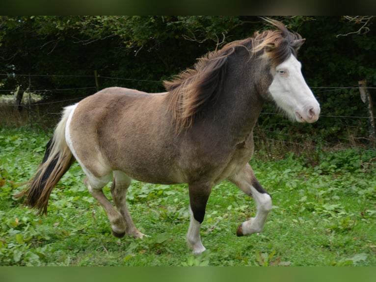 Icelandic Horse Mare 4 years 13,2 hh in Blunk