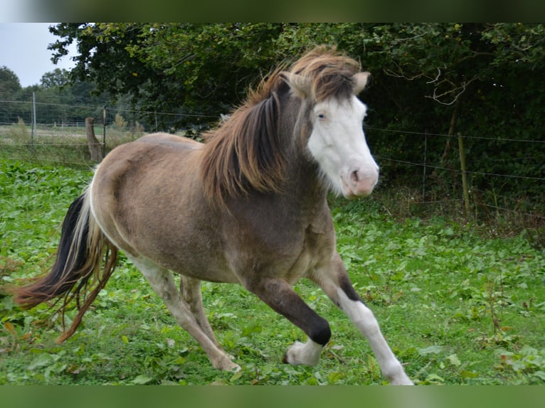 Icelandic Horse Mare 4 years 13,2 hh in Blunk