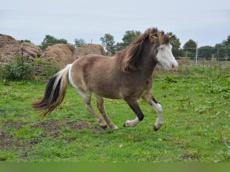 Icelandic Horse Mare 4 years 13,2 hh in Blunk