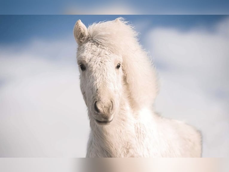 Icelandic Horse Mare 4 years 13,2 hh Palomino in Steinhagen