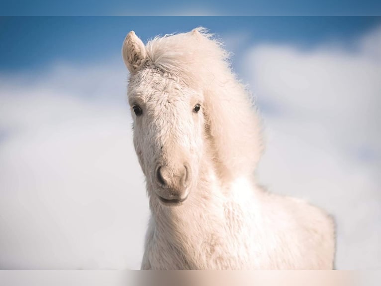 Icelandic Horse Mare 4 years 13,2 hh Palomino in Steinhagen