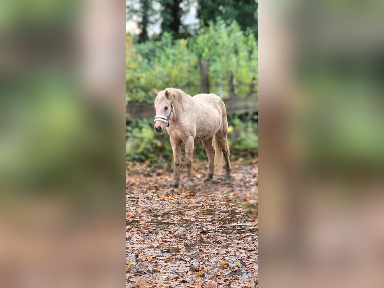 Icelandic Horse Mare 4 years 13,2 hh Palomino in Steinhagen