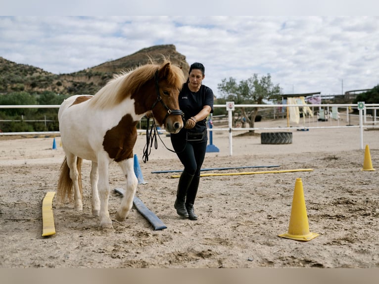 Icelandic Horse Mare 4 years 13,2 hh Pinto in Sorbas