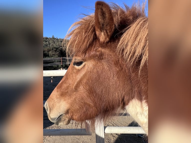 Icelandic Horse Mare 4 years 13,2 hh Pinto in Sorbas