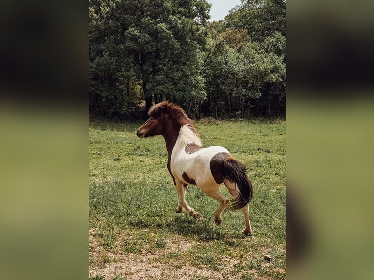 Icelandic Horse Mare 4 years 14 hh Pinto in Pierrevert
