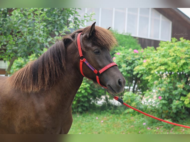 Icelandic Horse Mare 4 years Black in Stra&#xDF;walchen