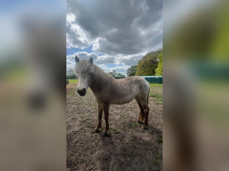 Icelandic Horse Mare 4 years in Blunk