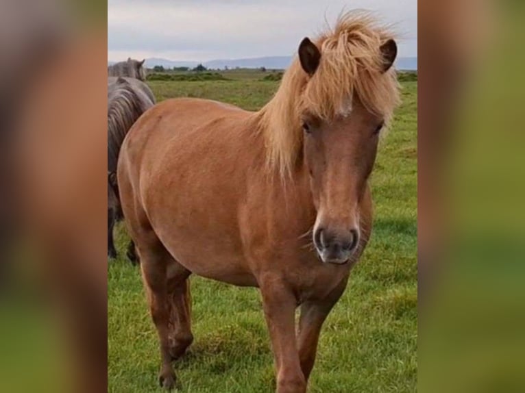 Icelandic Horse Mare 4 years Chestnut-Red in Süd-Island