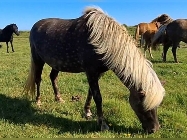 Icelandic Horse Mare 4 years  in Süd-Ost