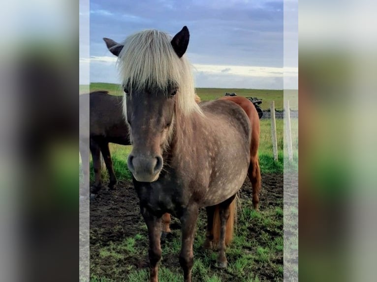 Icelandic Horse Mare 4 years  in Süd-Ost