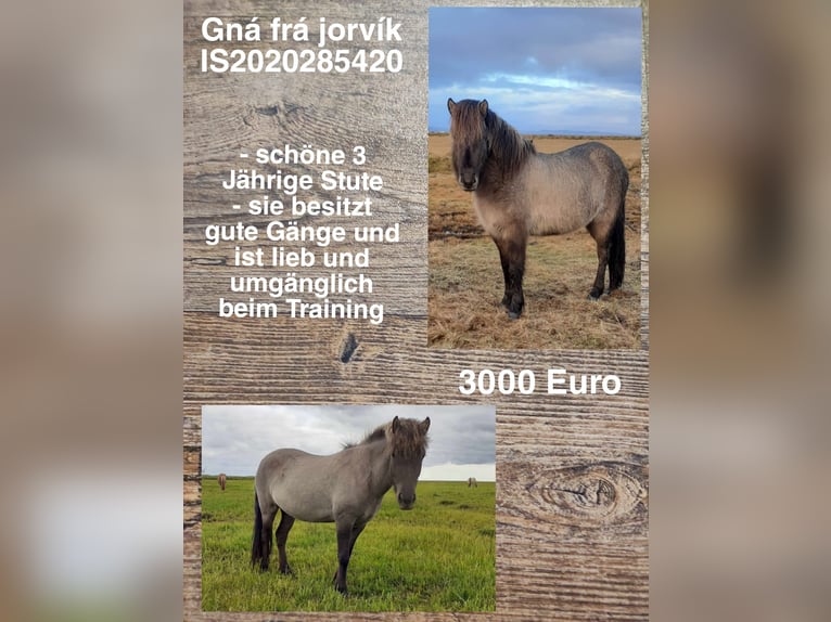 Icelandic Horse Mare 4 years in Reykjavik