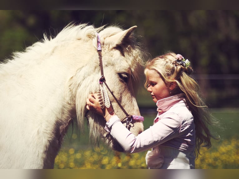 Icelandic Horse Mare 4 years Palomino in Testelttestelt