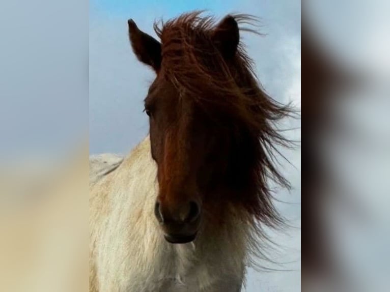 Icelandic Horse Mare 4 years Pinto in Borgarnesi