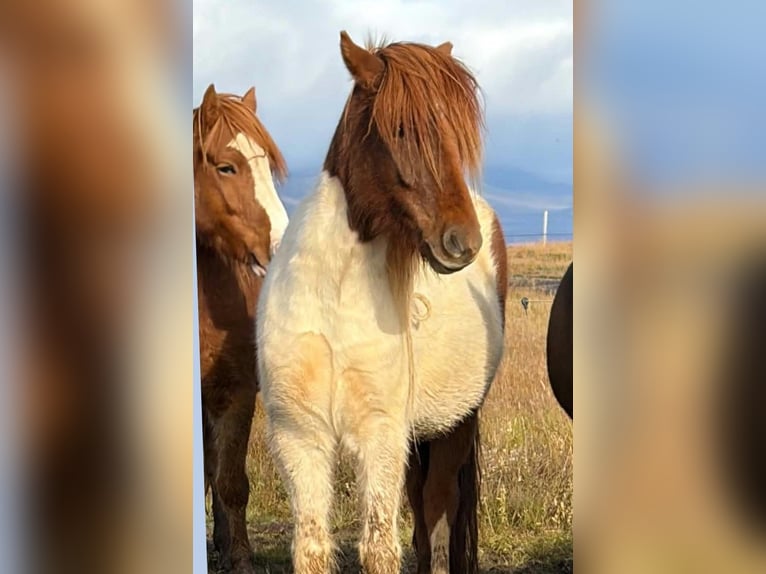 Icelandic Horse Mare 4 years Pinto in Borgarnesi