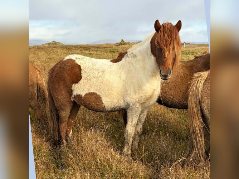 Icelandic Horse Mare 4 years Pinto in Borgarnesi