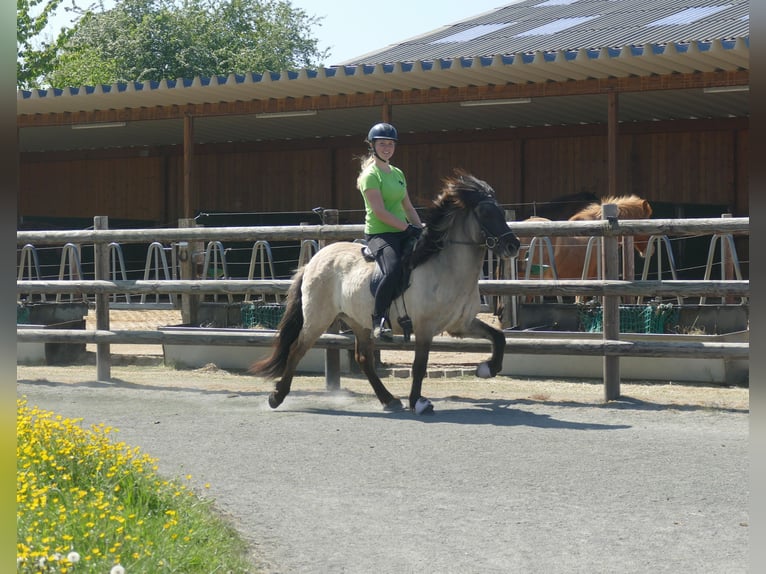 Icelandic Horse Mare 5 years 12.2 hh Dun in Euskirchen