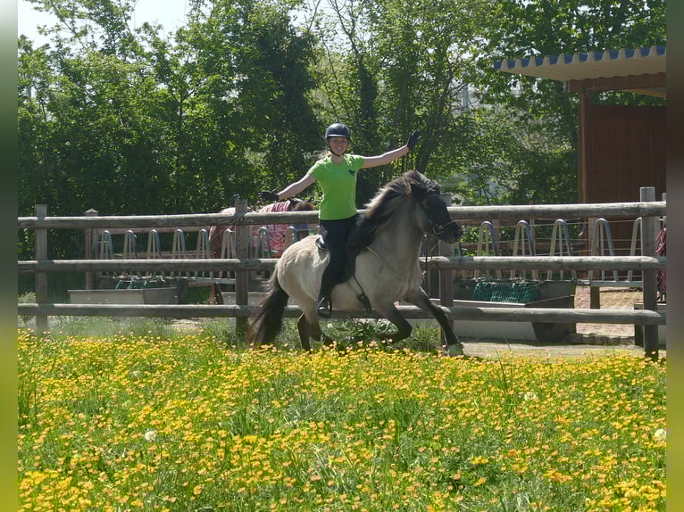 Icelandic Horse Mare 5 years 12.2 hh Dun in Euskirchen