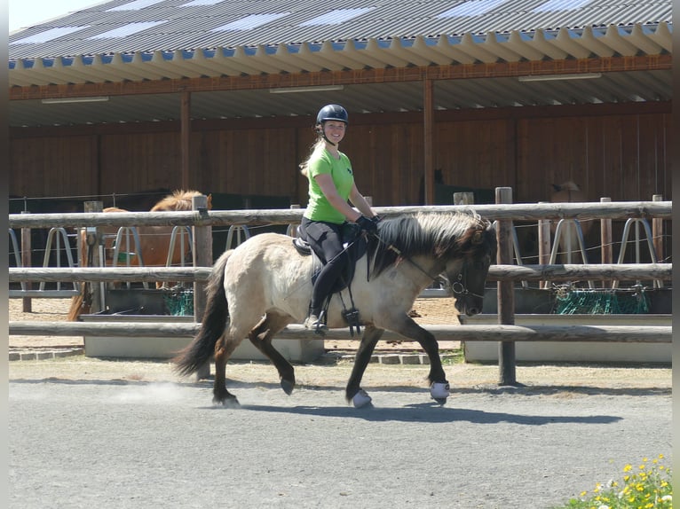 Icelandic Horse Mare 5 years 12.2 hh Dun in Euskirchen