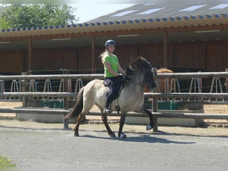 Icelandic Horse Mare 5 years 12.2 hh Dun in Euskirchen