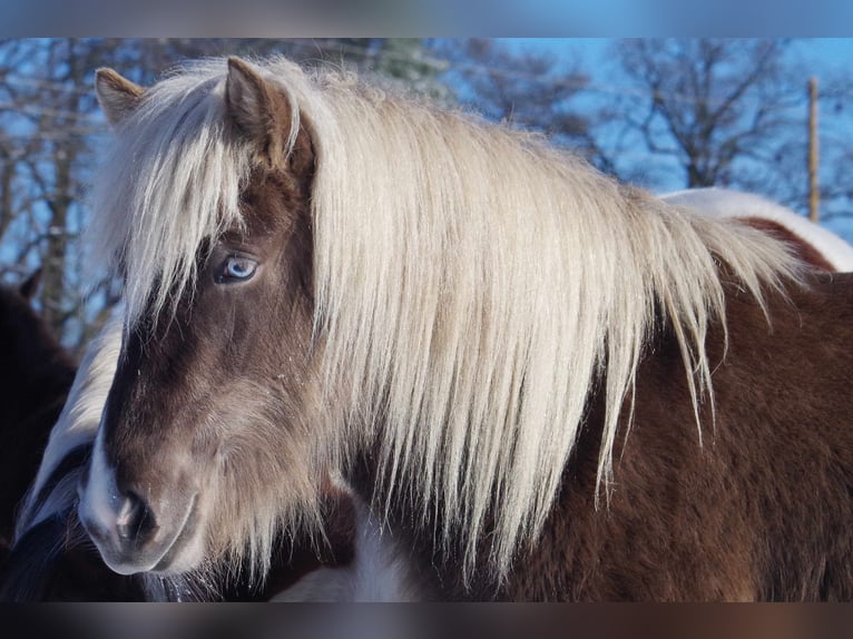 Icelandic Horse Mare 5 years 12,2 hh in Ribbesbüttel