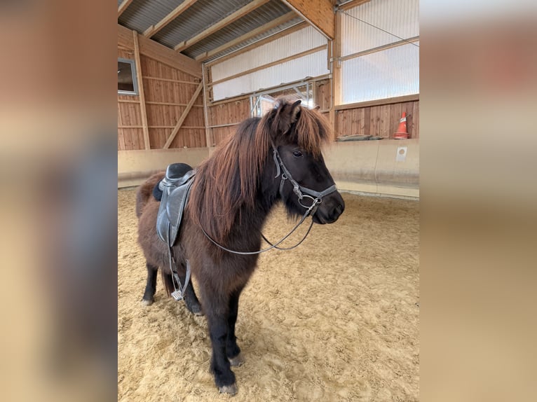 Icelandic Horse Mare 5 years 12,3 hh Black in Fronreute