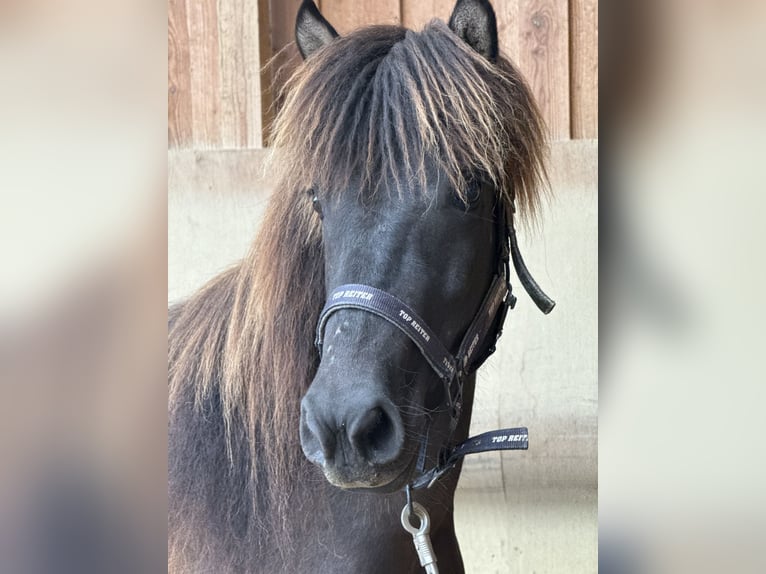 Icelandic Horse Mare 5 years 12,3 hh Black in Fronreute
