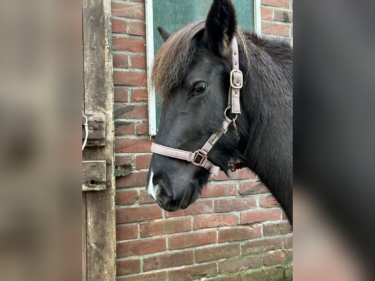 Icelandic Horse Mare 5 years 12,3 hh  in Borken-Marbeck