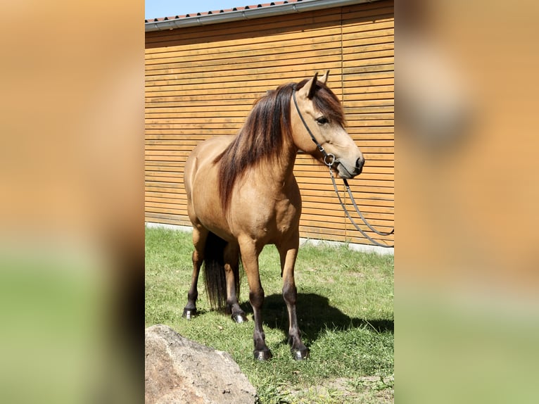 Icelandic Horse Mare 5 years 13,1 hh Buckskin in Soltau