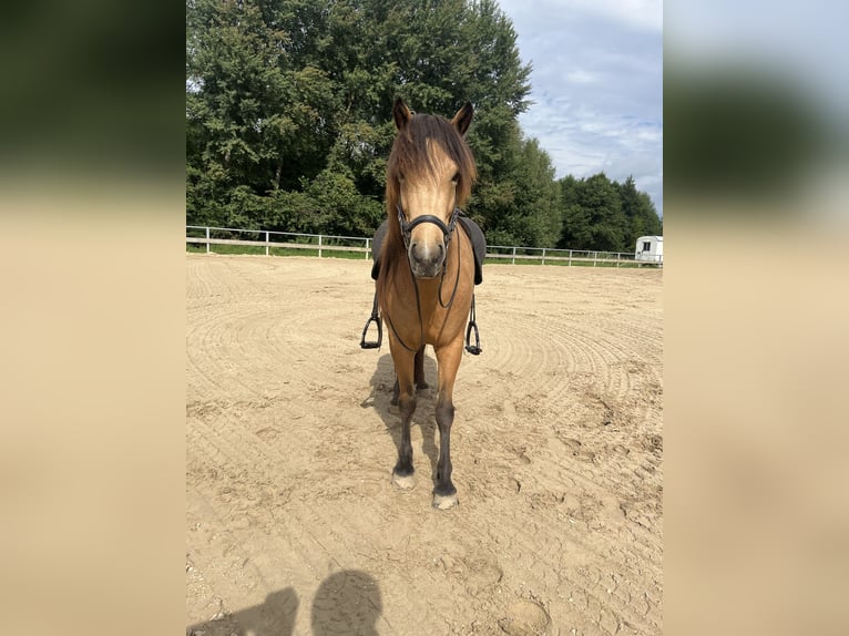 Icelandic Horse Mare 5 years 13,1 hh Buckskin in Soltau