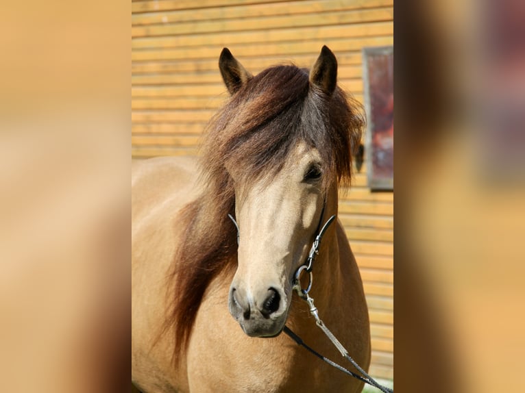 Icelandic Horse Mare 5 years 13,1 hh Buckskin in Soltau