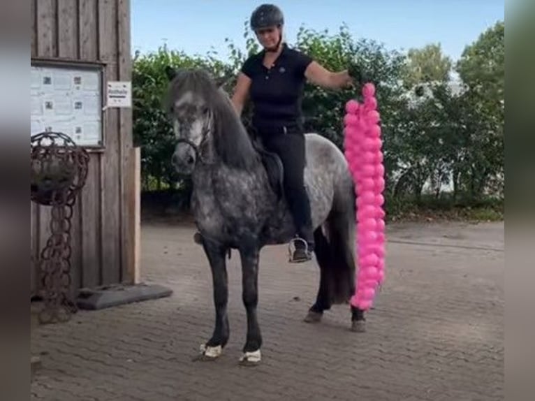 Icelandic Horse Mare 5 years 13,1 hh Gray in Schneverdingen