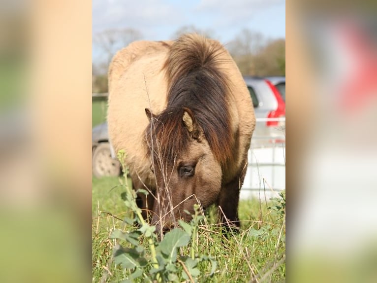 Icelandic Horse Mare 5 years 13,1 hh Grullo in GOVEN