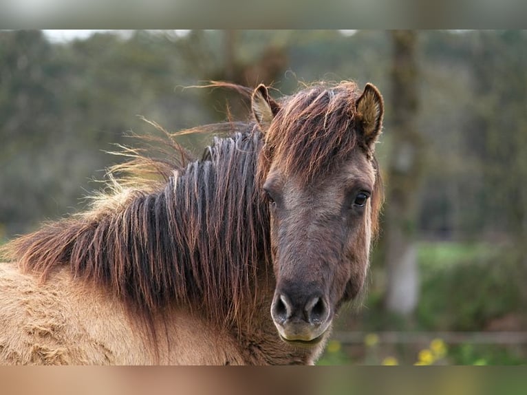 Icelandic Horse Mare 5 years 13,1 hh Grullo in GOVEN